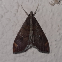Aponia