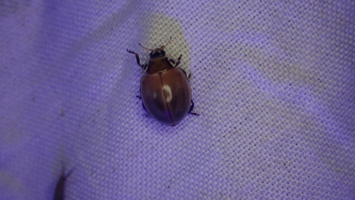 Streaked Lady Beetle photographed in Kentucky