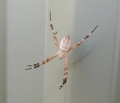 Argiope katherina
