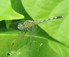 Diplacodes trivialis