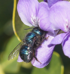 Osmia ribifloris ribifloris