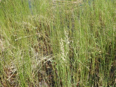 Calamagrostis inexpansa