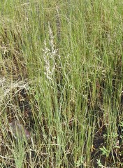 Calamagrostis inexpansa