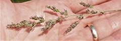 Calamagrostis inexpansa