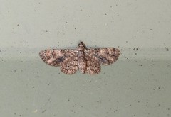 Gymnoscelis holocapna