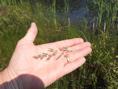Calamagrostis inexpansa