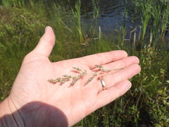 Calamagrostis inexpansa