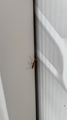 Zelus cervicalis