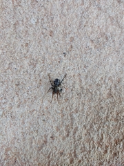 Corinnoidea