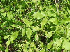 Fraxinus pennsylvanica subintegerrima