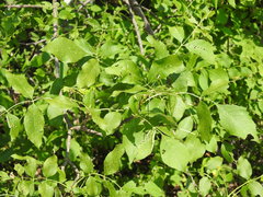 Fraxinus pennsylvanica subintegerrima