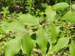 Fraxinus pennsylvanica subintegerrima