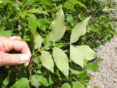 Fraxinus pennsylvanica subintegerrima