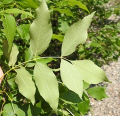 Fraxinus pennsylvanica subintegerrima