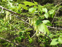 Fraxinus pennsylvanica subintegerrima