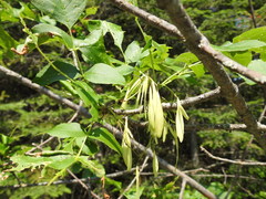 Fraxinus pennsylvanica subintegerrima