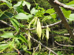 Fraxinus pennsylvanica subintegerrima