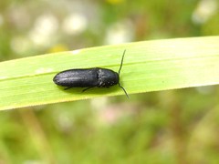 Dromaeolus nigellus