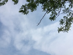 Ictinia mississippiensis