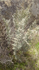 Pellaea mucronata mucronata