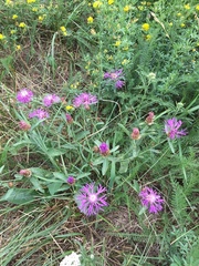 Centaurea jacea