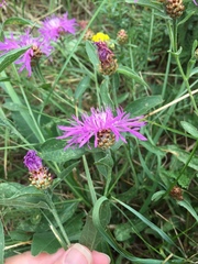 Centaurea jacea