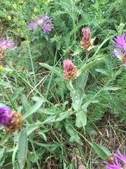 Centaurea jacea