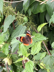 Vanessa atalanta
