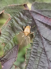 Curculio nucum