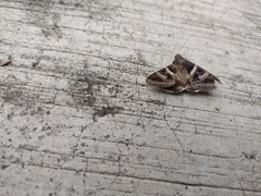 Melipotis perpendicularis