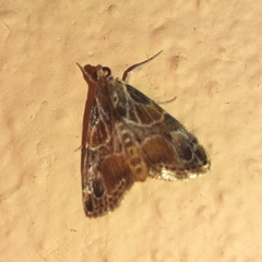 Eupoca bifascialis