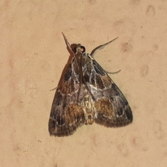 Eupoca bifascialis