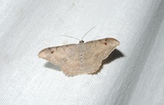 Luxiaria hypaphanes