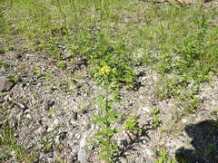 Erysimum hieraciifolium