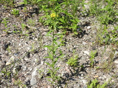 Erysimum hieraciifolium