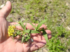 Erysimum hieraciifolium