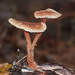 Hairy-stalked Collybia - Photo (c) Linda Gail Price, some rights reserved (CC BY-NC), uploaded by Linda Gail Price