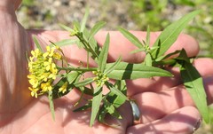 Erysimum hieraciifolium