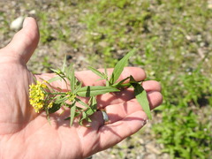 Erysimum hieraciifolium