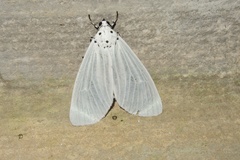 Neochera dominia