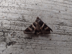 Melipotis perpendicularis