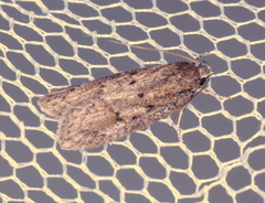 Acantholena siccella