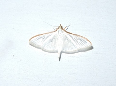 Palpita warrenalis