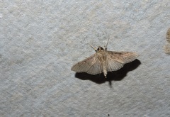 Pilocrocis