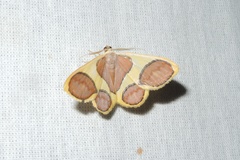 Plutodes pseudocyclaria