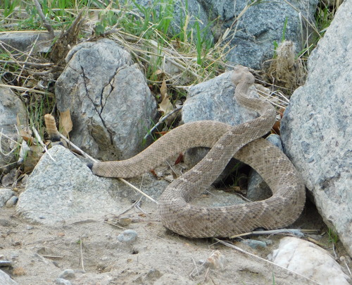 Western Diamond-backed Rattlesnake, photo 6 of 9