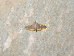 Prophantis adusta