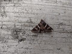 Melipotis perpendicularis