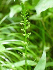 Platanthera flava flava