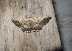 Ruttellerona pseudocessaria